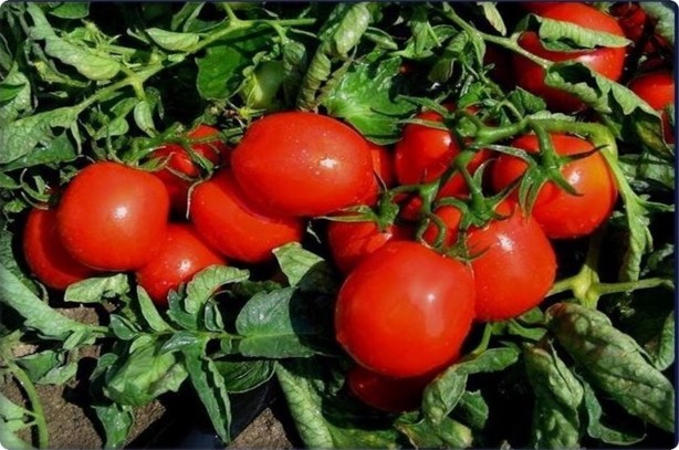 Foto - Vatandaşın ucuz domates yemesine kimin engel olduğu ortaya çıktı! Gerçekten olacak iş değil