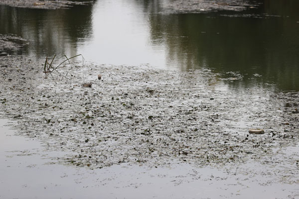 Vatandaşlar çağrı yaptı: Meriç'i temizleyin