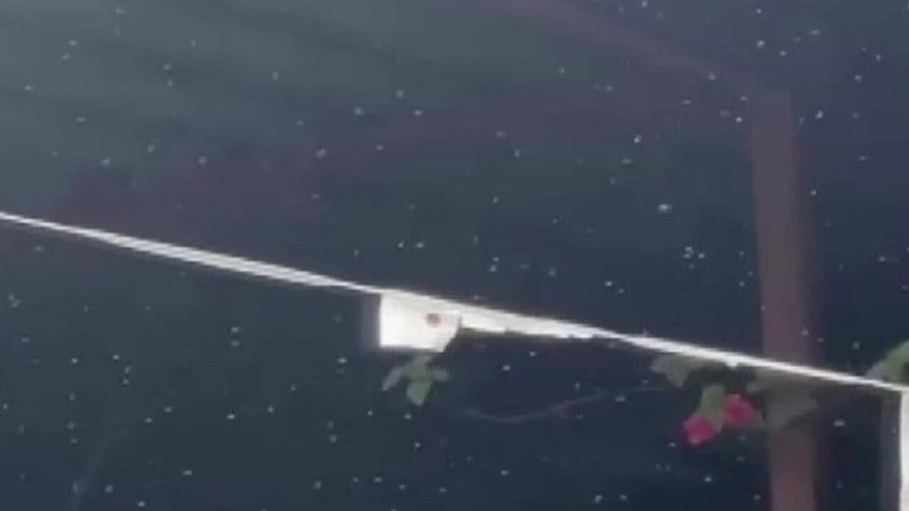 Foto - Vatandaşlar çaresiz kaldı! Resmen kenti istila ettiler