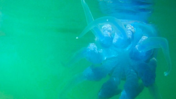 Foto - Vatandaşlar daha da tedirgin olacak! Denize kamera konulunca her şey ortaya çıktı