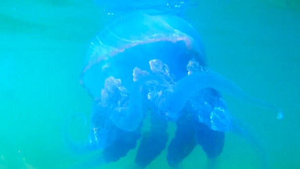 Foto - Vatandaşlar daha da tedirgin olacak! Denize kamera konulunca her şey ortaya çıktı