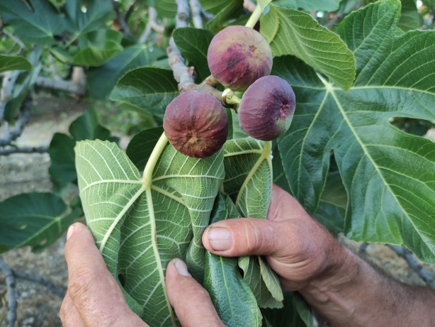 Foto - Vatandaşlar endişeli! Avrupa'ya gitmeye hazırlanırken dökülmeye başladılar