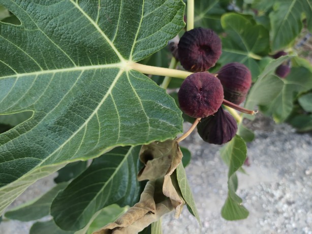 Foto - Vatandaşlar endişeli! Avrupa'ya gitmeye hazırlanırken dökülmeye başladılar