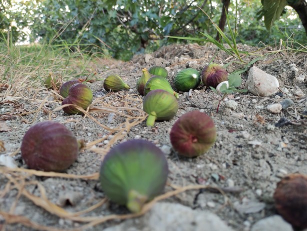 Foto - Vatandaşlar endişeli! Avrupa'ya gitmeye hazırlanırken dökülmeye başladılar