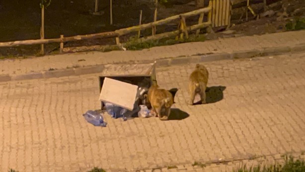 Foto - Vatandaşlar endişeli! Bozayılar açlıktan şehire indi