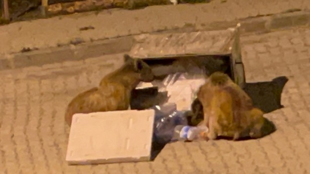 Foto - Vatandaşlar endişeli! Bozayılar açlıktan şehire indi