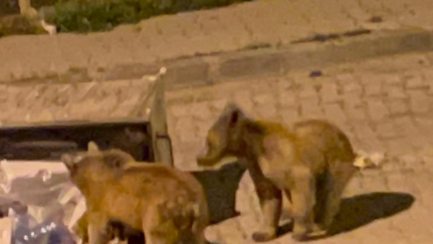 Foto - Vatandaşlar endişeli! Bozayılar açlıktan şehire indi