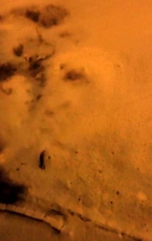 Foto - Vatandaşlar şaşkına döndü! Tilkiler mahalleye böyle indi