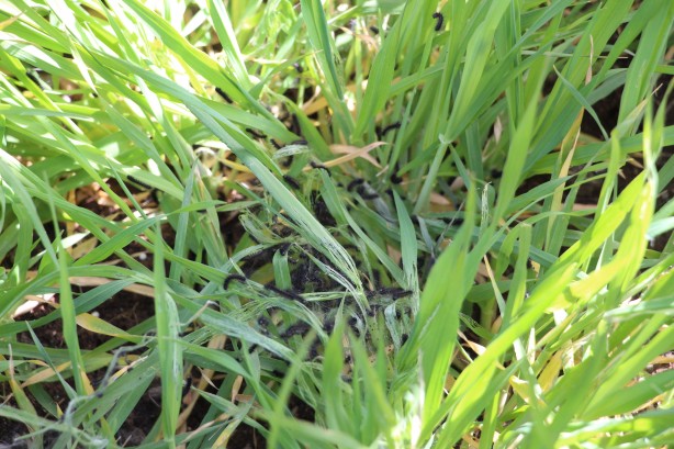 Foto - Vatandaşlar tedirgin! Bölgeyi istila ettiler kimse başa çıkamıyor