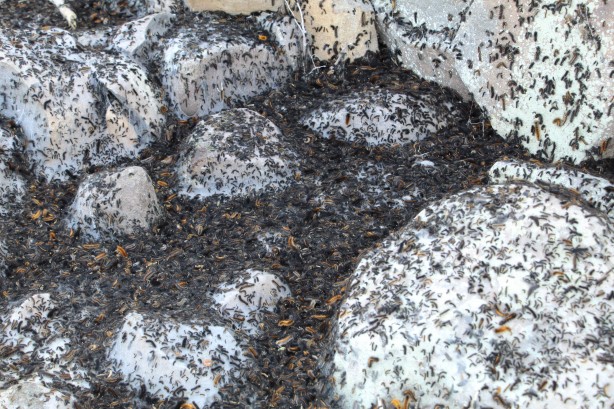 Foto - Vatandaşlar tedirgin! Bölgeyi istila ettiler kimse başa çıkamıyor