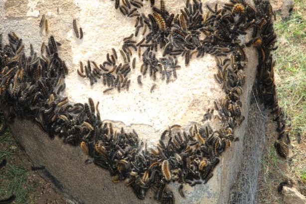 Vatandaşlar tedirgin! Bölgeyi istila ettiler kimse başa çıkamıyor