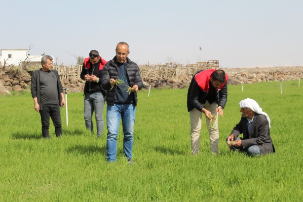 Foto - Vatandaşlar tedirgin! Bölgeyi istila ettiler kimse başa çıkamıyor