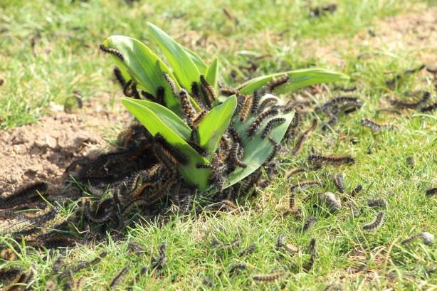 Foto - Vatandaşlar tedirgin! Bölgeyi istila ettiler kimse başa çıkamıyor