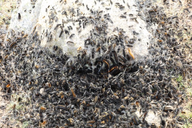 Foto - Vatandaşlar tedirgin! Bölgeyi istila ettiler kimse başa çıkamıyor