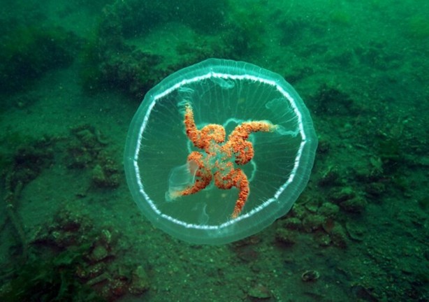 Foto - Vatandaşlara Marmara için korkutan uyarı: Aman dikkat! Değdiğinde yakıyor