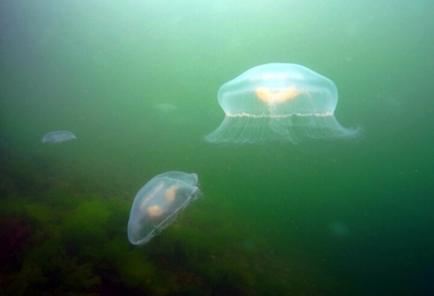 Foto - Vatandaşlara Marmara için korkutan uyarı: Aman dikkat! Değdiğinde yakıyor