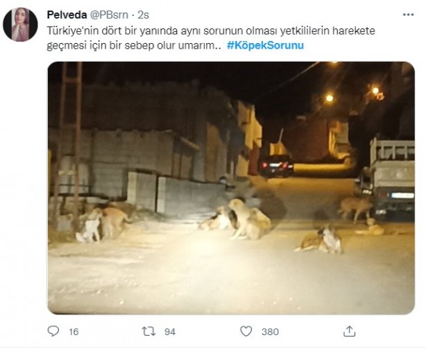 Foto - Daha binlerce mağdur var, vatandaşlardan büyük tepki! Sosyal medyada #KöpekSorunu gündem oldu