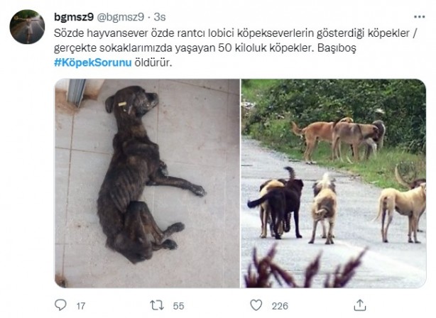 Foto - Daha binlerce mağdur var, vatandaşlardan büyük tepki! Sosyal medyada #KöpekSorunu gündem oldu