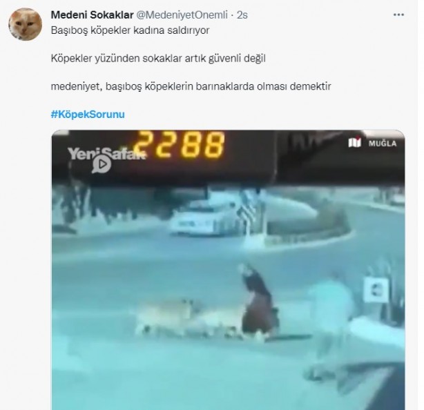 Foto - Daha binlerce mağdur var, vatandaşlardan büyük tepki! Sosyal medyada #KöpekSorunu gündem oldu