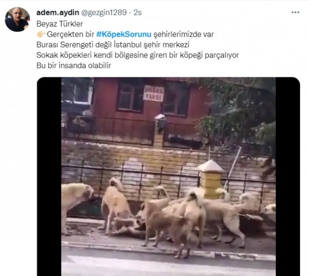 Foto - Daha binlerce mağdur var, vatandaşlardan büyük tepki! Sosyal medyada #KöpekSorunu gündem oldu