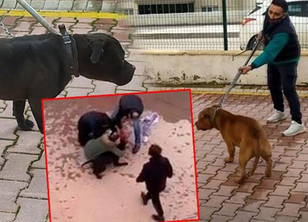 Foto - Daha binlerce mağdur var, vatandaşlardan büyük tepki! Sosyal medyada #KöpekSorunu gündem oldu