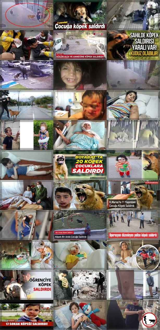 Foto - Daha binlerce mağdur var, vatandaşlardan büyük tepki! Sosyal medyada #KöpekSorunu gündem oldu