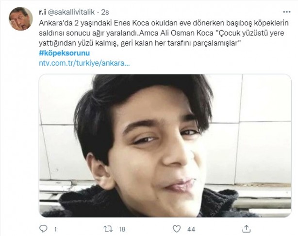 Foto - Daha binlerce mağdur var, vatandaşlardan büyük tepki! Sosyal medyada #KöpekSorunu gündem oldu