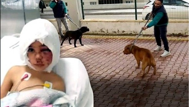 Daha binlerce mağdur var, vatandaşlardan büyük tepki! Sosyal medyada #KöpekSorunu gündem oldu