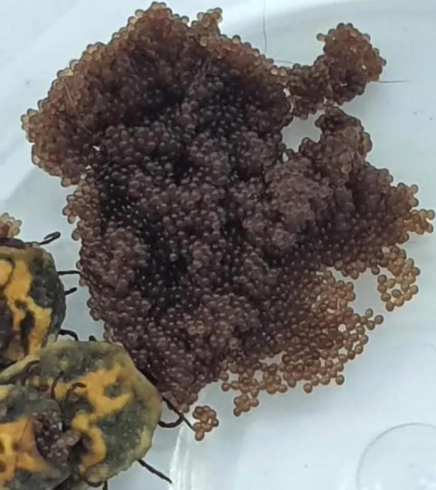 Foto - Vatandaşları böyle uyardı: Kesinlikle dokunmayın