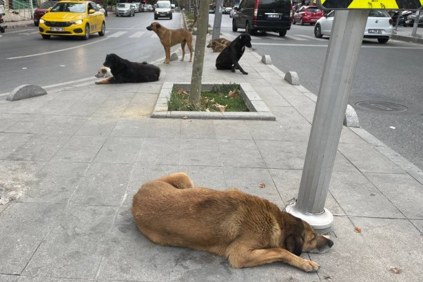 Foto - Vatandaşları çileden çıkartan görüntü