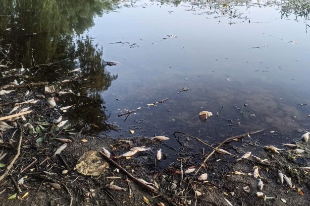 Foto - Vatandaşları tedirgin etti yetkililer harekete geçti! Yüzlercesi kıyıya vurdu