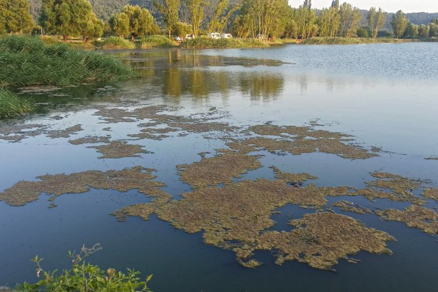 Foto - Vatandaşları tedirgin etti yetkililer harekete geçti! Yüzlercesi kıyıya vurdu