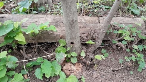 Vatandaşların kabusu 'Dracula'! Dokunduğu ağaç kesiliyor