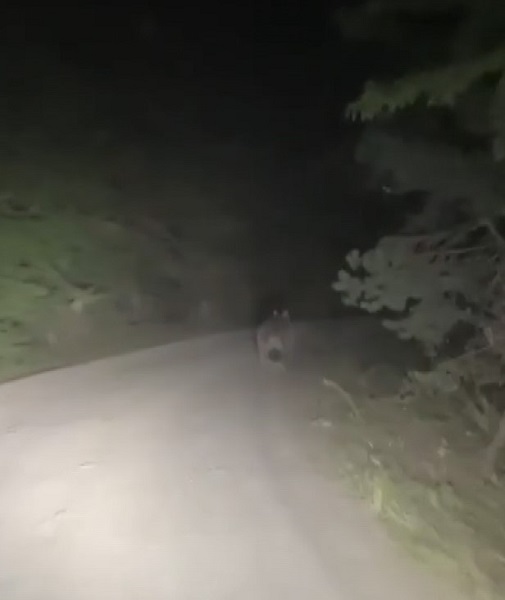 Foto - Vatandaşların yürekleri ağızda! Popülasyonu artan ayılar o şehirde kabus yaşatıyor