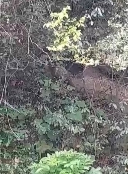 Foto - Vatandaşların yürekleri ağızda! Popülasyonu artan ayılar o şehirde kabus yaşatıyor