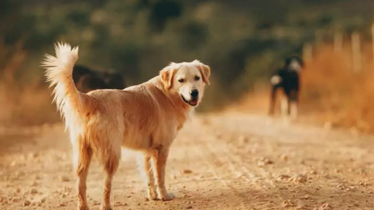 Vatandaşlarına en çok köpek eti yediren ülkeler açıklandı! Listede Türkiye var mı?