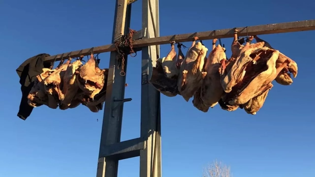 Ve bölge halkının dört gözle beklediği dönem geldi! Tanesini tamı tamına 6 bin liraya satıyorlar