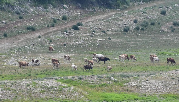 Foto - Ve kötü haber geldi! İstanbul’da kupkuru barajlar