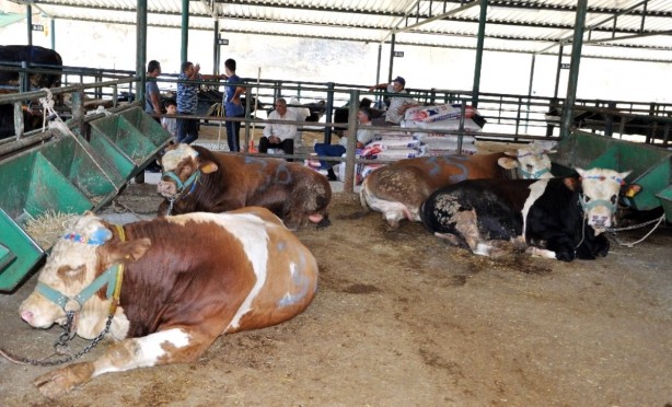 Foto - Vekaleten kurban kesim bedeli ne kadar?