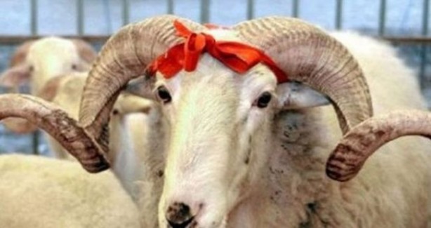 Foto - Vekaleten kurban kesim bedeli ne kadar?