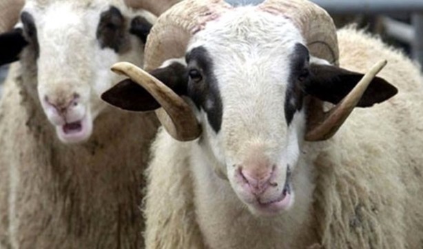 Foto - Vekaleten kurban kesim bedeli ne kadar?