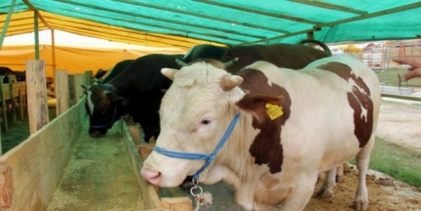 Foto - Vekaleten kurban kesim bedeli ne kadar?