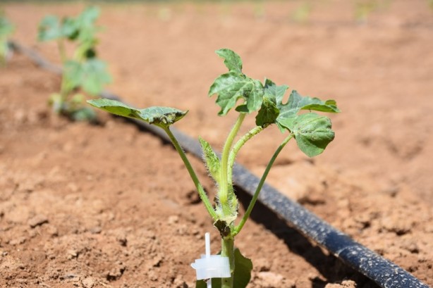 Foto - Verilen desteklerle Şırnaklı çiftçiler alternatif ürüne yöneldi