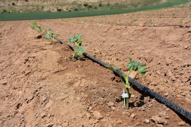 Foto - Verilen desteklerle Şırnaklı çiftçiler alternatif ürüne yöneldi