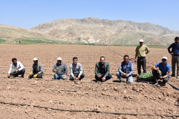 Foto - Verilen desteklerle Şırnaklı çiftçiler alternatif ürüne yöneldi