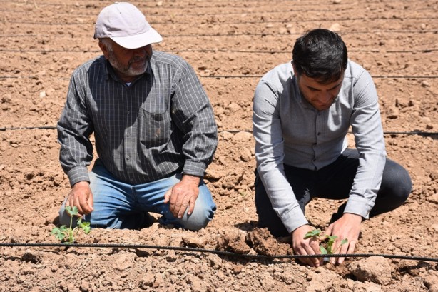 Foto - Verilen desteklerle Şırnaklı çiftçiler alternatif ürüne yöneldi