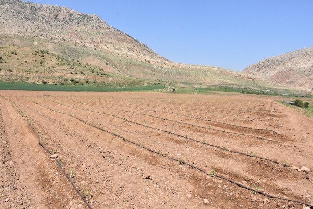 Foto - Verilen desteklerle Şırnaklı çiftçiler alternatif ürüne yöneldi