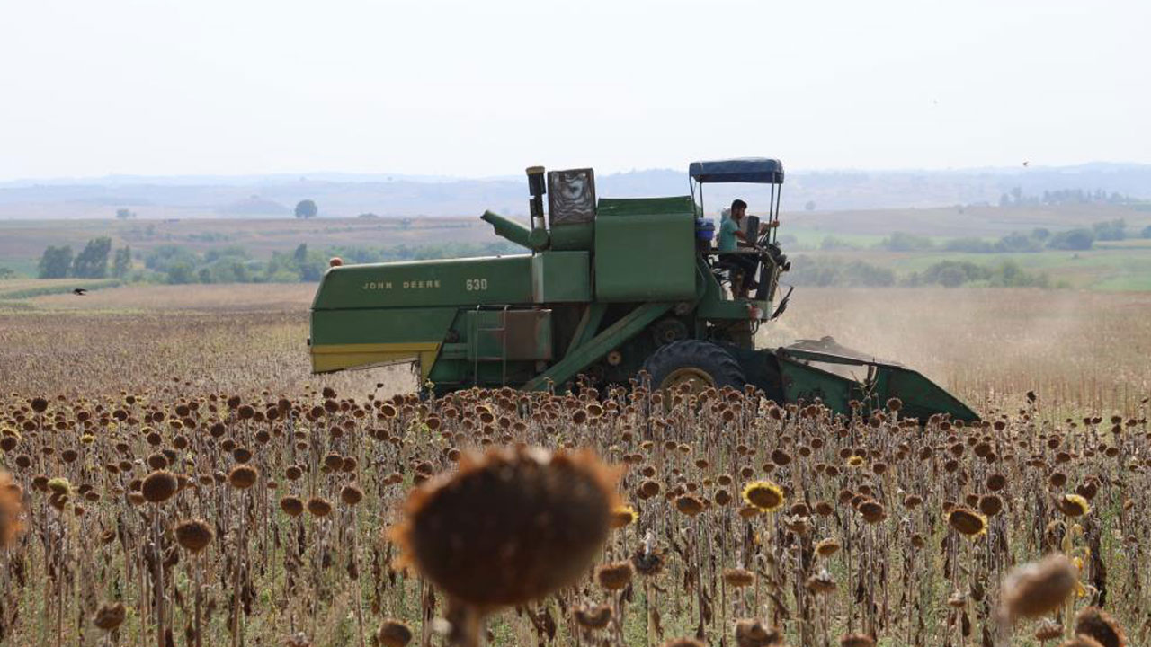 Verim yarı yarıya düştü! Kuraklık vurdu, hasat erken başladı