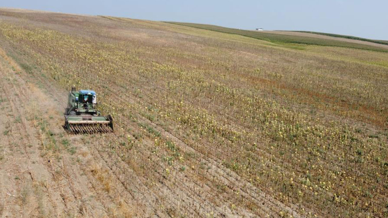 Foto - Verim yarı yarıya düştü! Kuraklık vurdu, hasat erken başladı