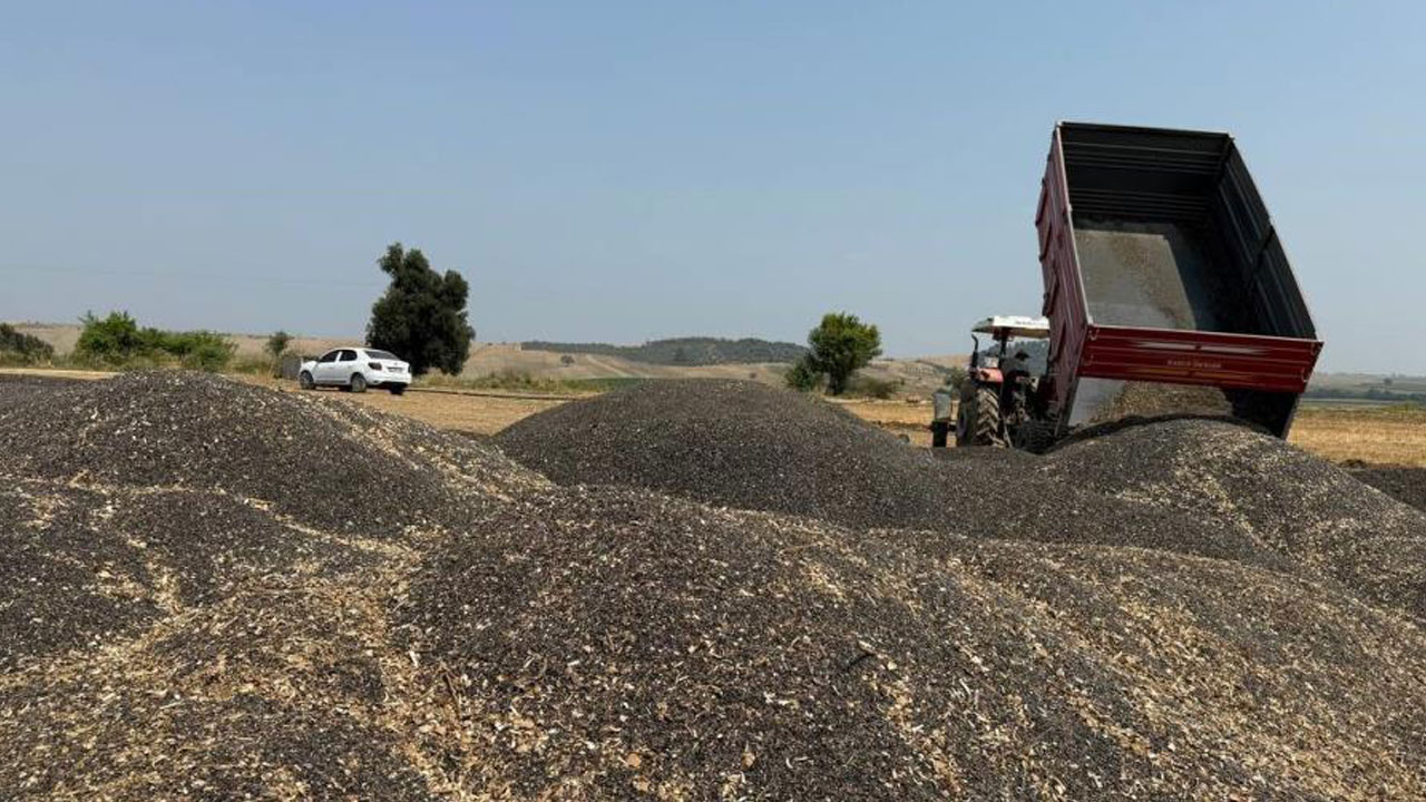 Foto - Verim yarı yarıya düştü! Kuraklık vurdu, hasat erken başladı